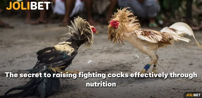 The secret to raising fighting cocks effectively through nutrition