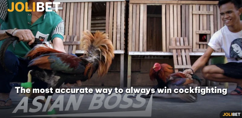 The most accurate way to always win cockfighting