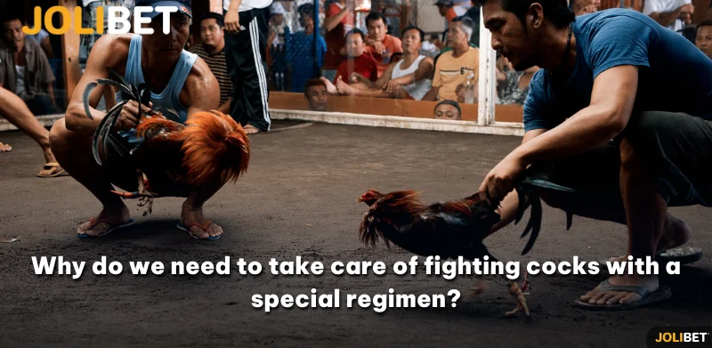 Why do we need to take care of fighting cocks with a special regimen?